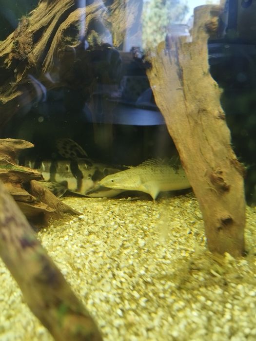 Polypterus delhezi