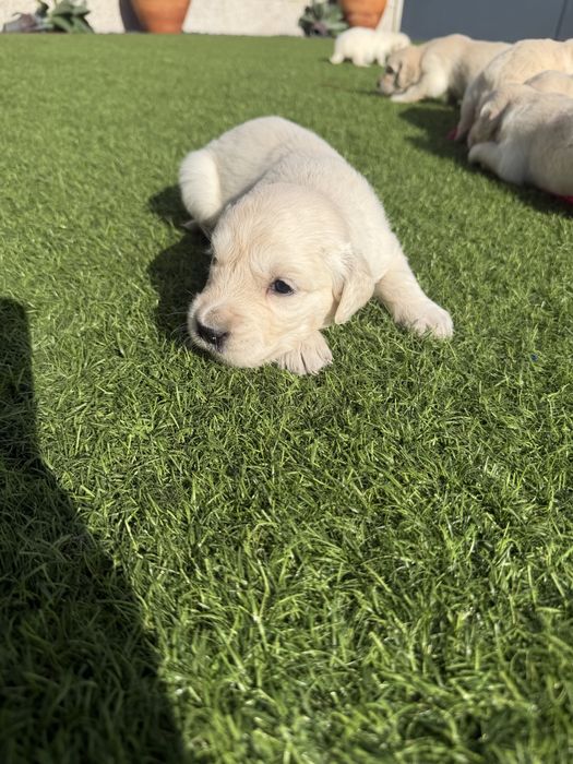 Golden Retriever  lindo