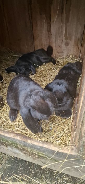 Krolik Baran francuski czrny i szary samica