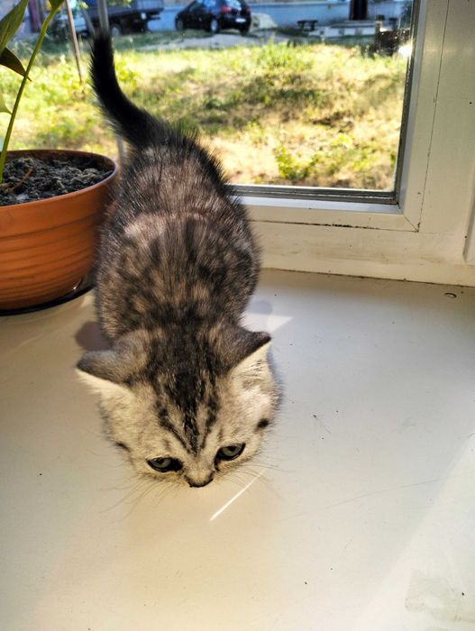 Продам котика мальчік