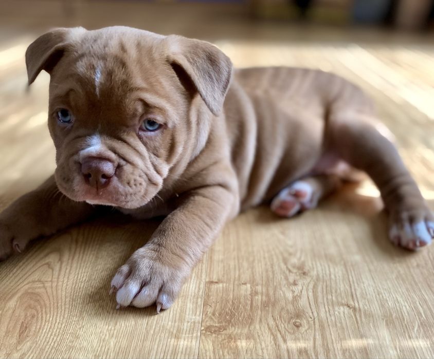 American Bully Pocket