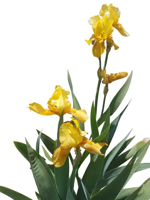 Iris amarela em vaso