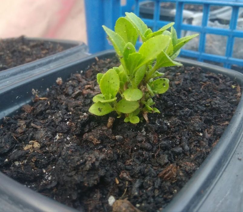 Стевія. Іспанська селекція. Природний замінник цукру