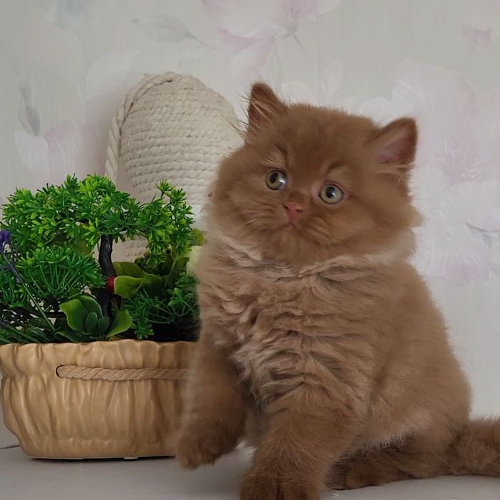 Циннамоновый мальчик