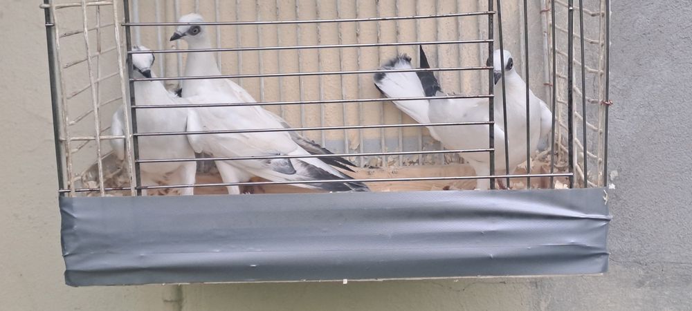 Gołębie  na sprzedaż