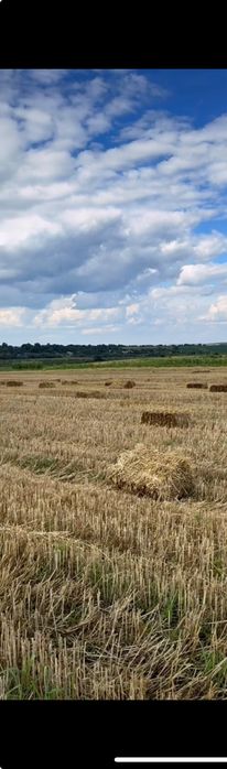 Продам тюки соломи