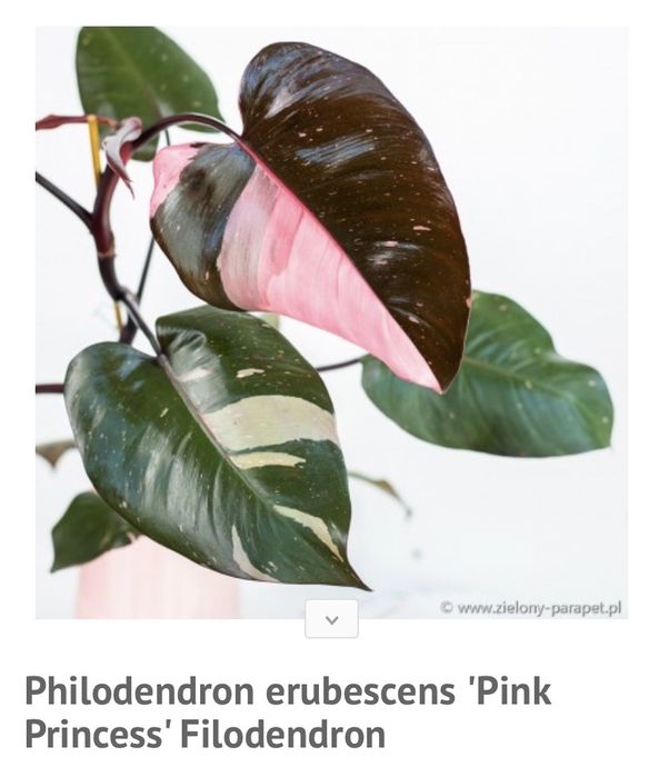 Kwiat kolekcjonerski  rododendron Pink Princess