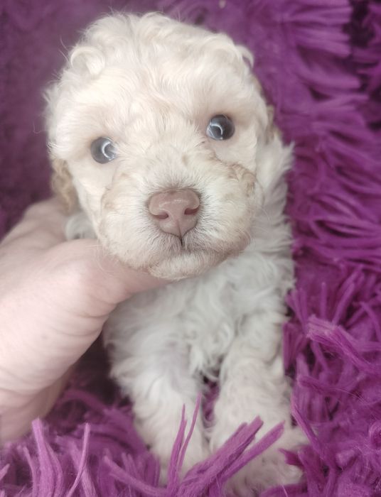 Pudel Toy, miniatura, apricot-beżowy