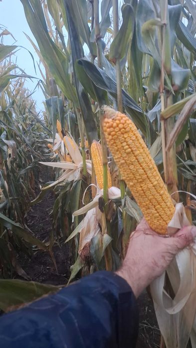 Nasiona kukurydzy kukurydza Hogan darmowa dostawa !