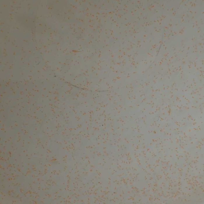 Żywy solowiec  (Artemia) - akwarium morskie.  Duży lub mały.