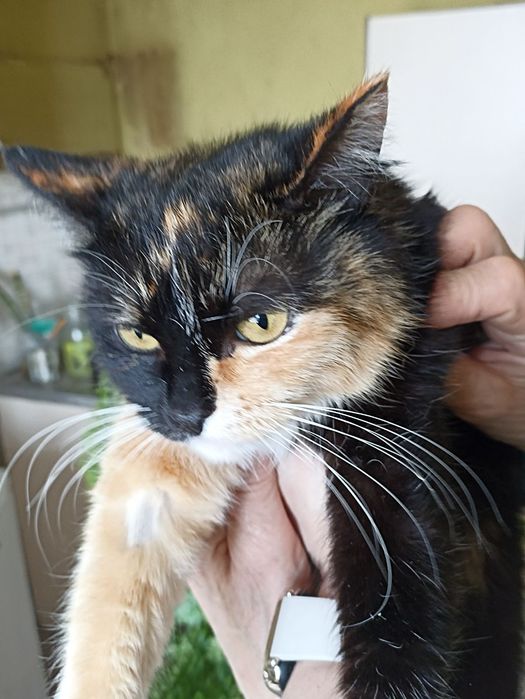 Шукає дім Астра, молода, стерилізована