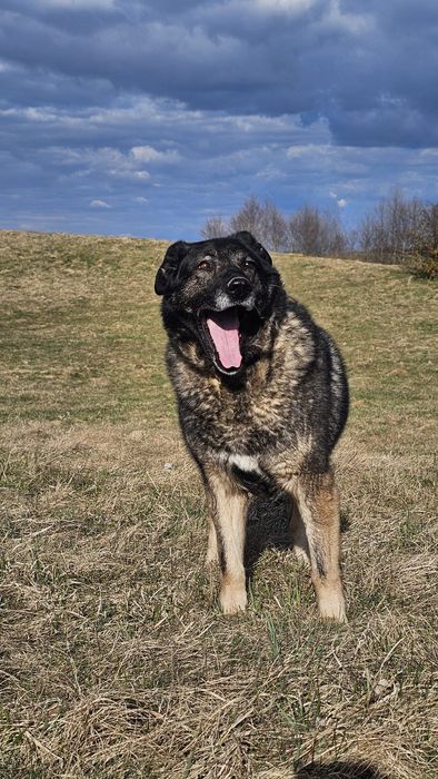 Podaruj suni czekającej na dom połowę swego życia