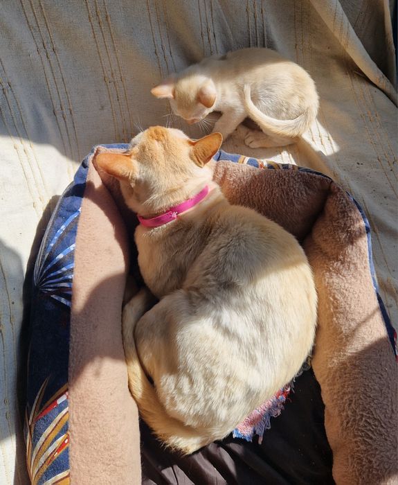 БУРМА  2,5 місяці.