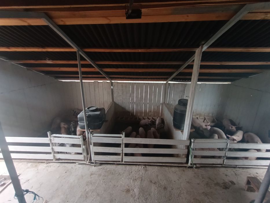 Продам поросята доставка