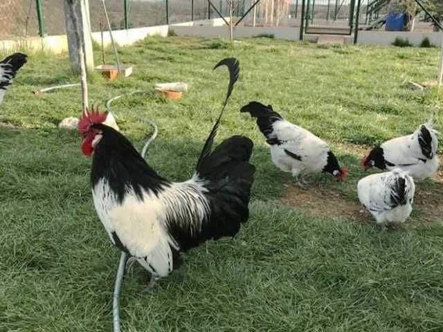 Інкубаційне яйце.(Курчата) Лакенфельдер. Птиця.