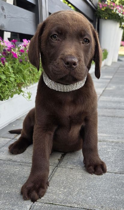 Labrador Retriever Sunia