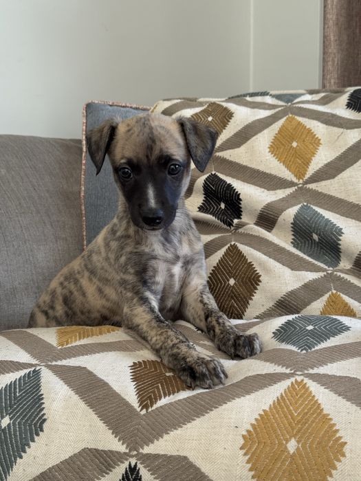 Whippet suczka - Brightcoffe ZKwP/FCI