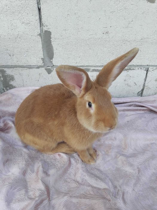 Продам кролів породи Бургундія.