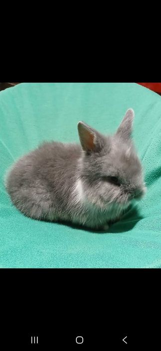 Декоративний кролик, карликовий кролик