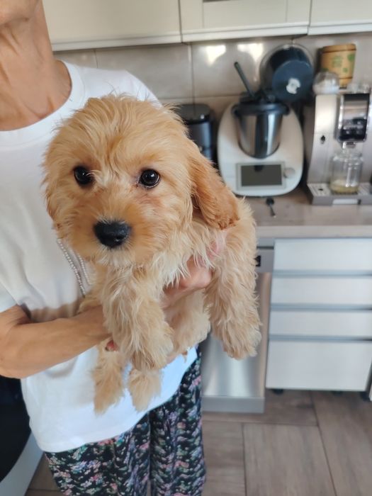 Cavapoo suczka czeka na nowy domek