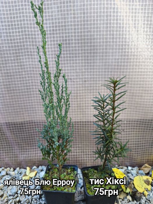 Хвойні та декоративно листяні рослини для  саду