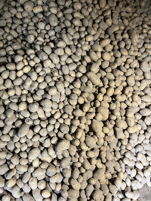 Sprzedam ziemniaki jadalne zółte