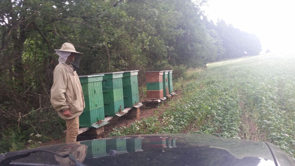 Miód z własnej pasieki, Gryka,Lipa,Rzepak