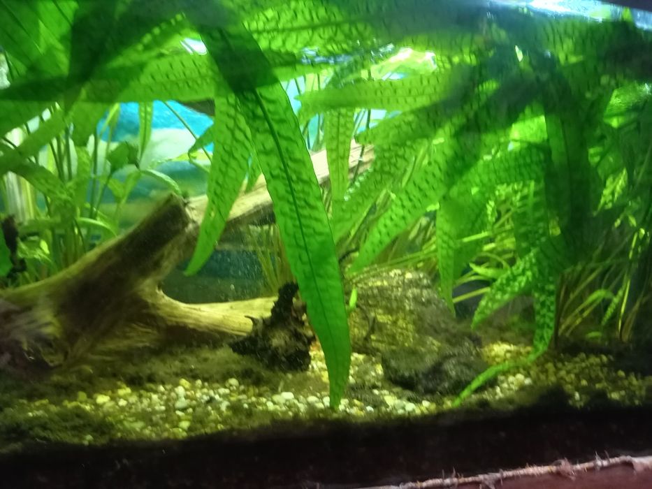 Akwarium 105l dla rybek