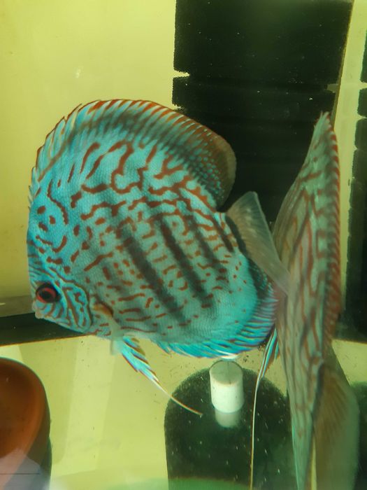 Дискусы голубой алмаз и туркис