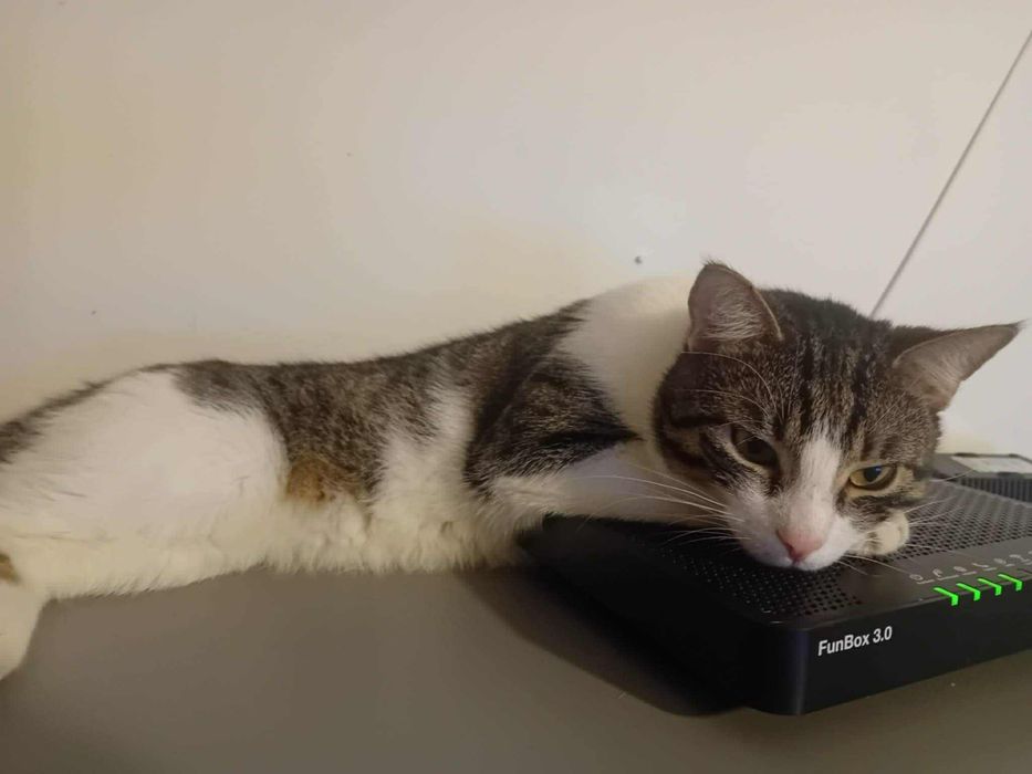 Kocurek Wiesio prosi o kochający dom