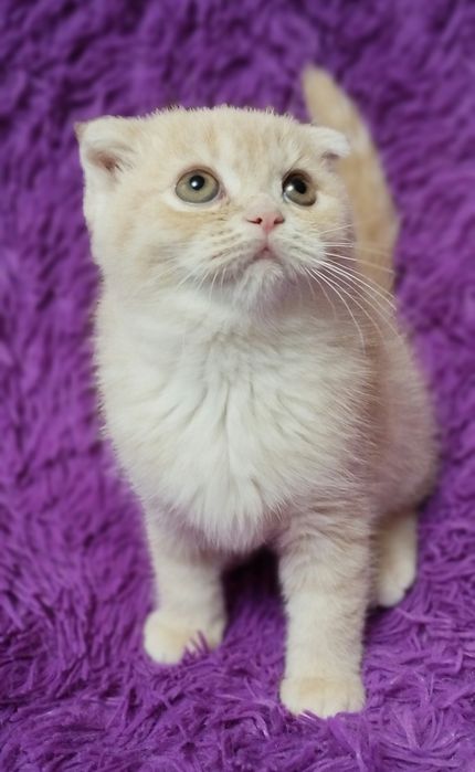Шотландська скоттіш фолд дівчинка