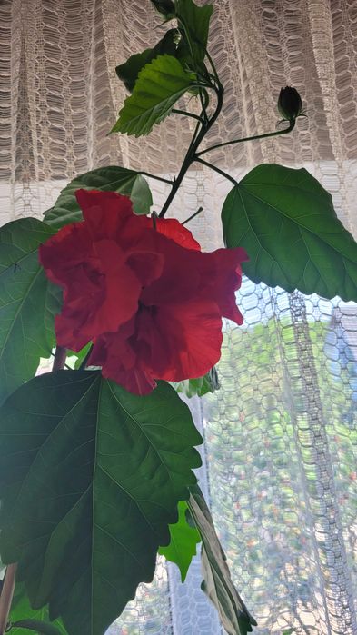 Огромное дерево гибискуса, китайской розы