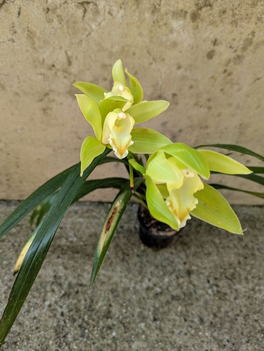 Orquídea de exterior