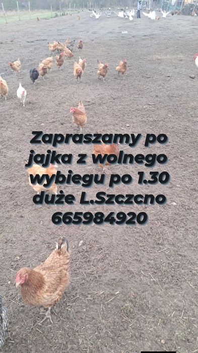 Jajka z wolnego wybiegu