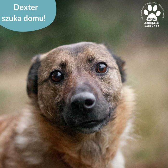 Spokojny Dexter szuka domu