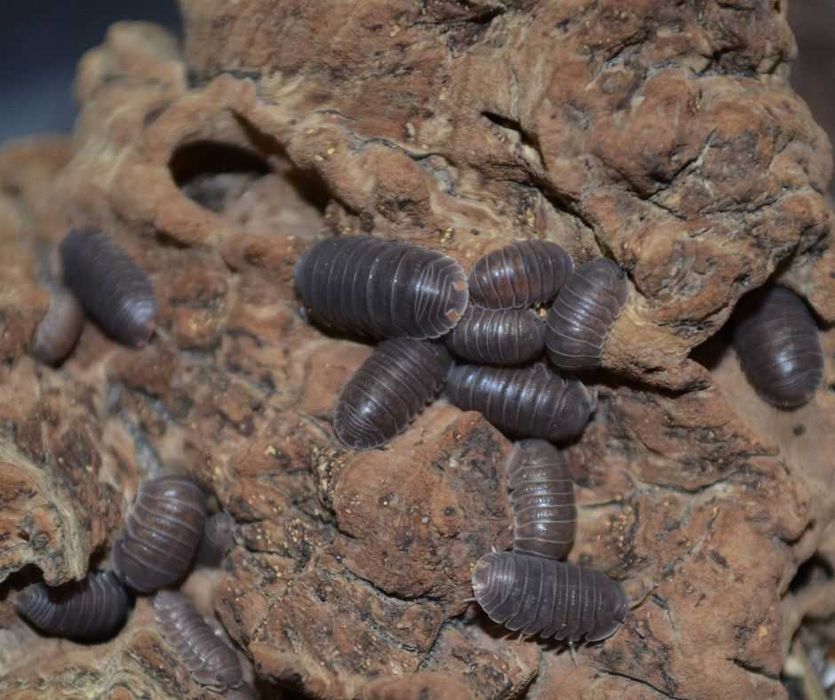 Isopody - nadwyżki hodowlane