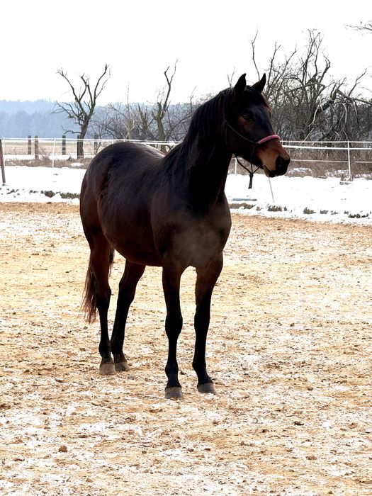 Małopolak Ogier koń małopolski 3 letni