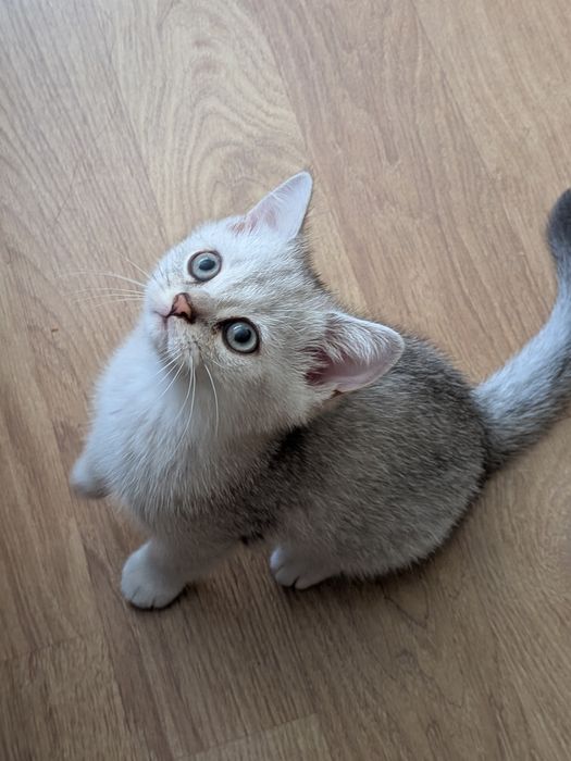 Gatinho Scotiish Straight
