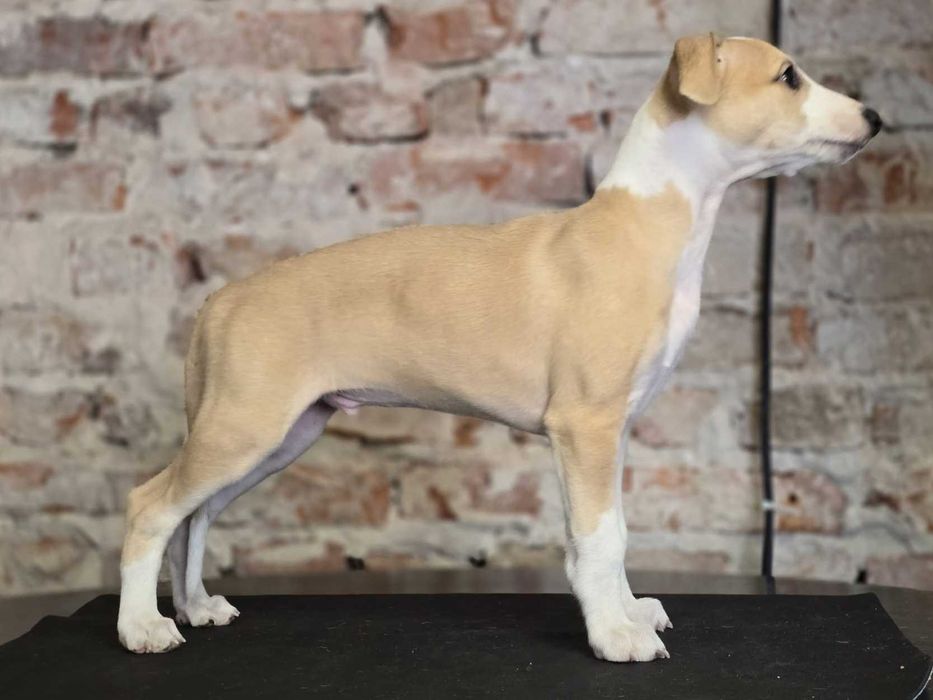 Uroczy samiec rasy whippet z miotu Celebrate