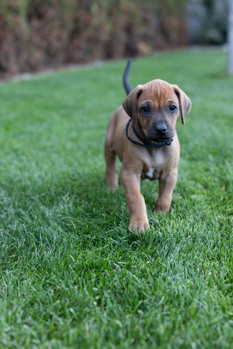 Rhodesian ridgeback -suczka standardowa