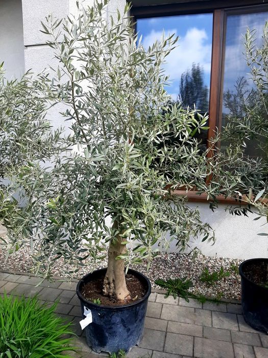 Drzewka oliwne, oliwki, olea europea