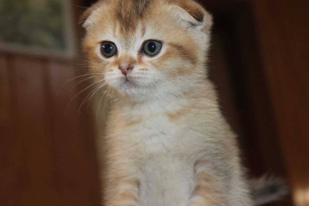 Малюк скоттіш фолд окрасу золото1 шотландсько1 шиншилли