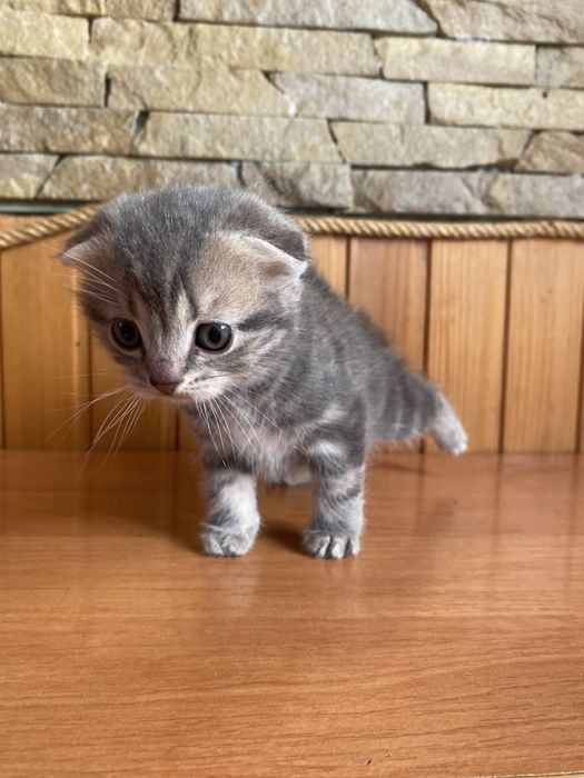 Продається кошеня дівчинка