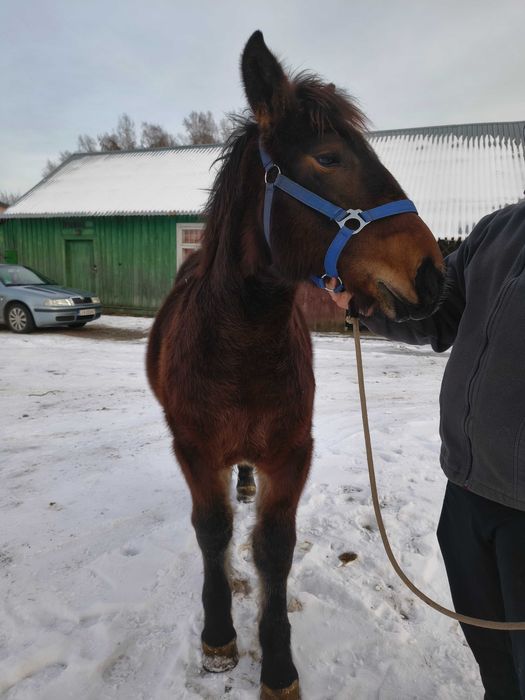 Sprzedam źrebice zimnokrwistą.