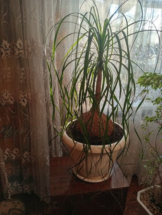 Продам Нолина Бакарнея