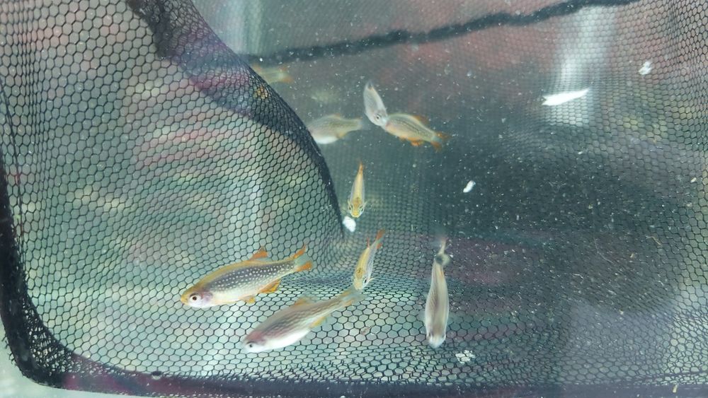 Razbora Galaxy / Danio perłowy (Danio margaritatus) WYSYŁKA AKWAWIN