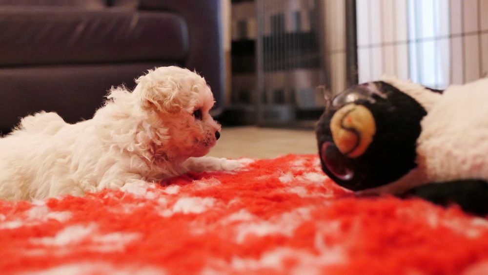 Wyjątkowy  chłopczyk  Bichon Frise ZKwP/FCI