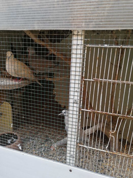 Rolas comuns especiais