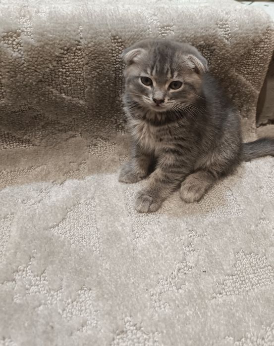 Котята веслоухие