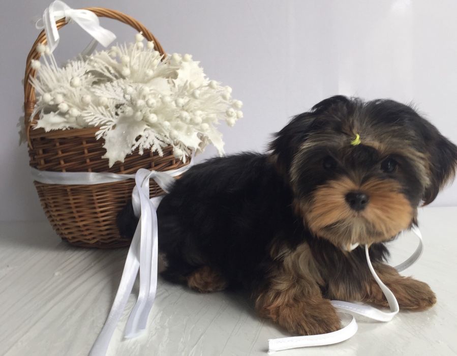 Йорки дуже гарні